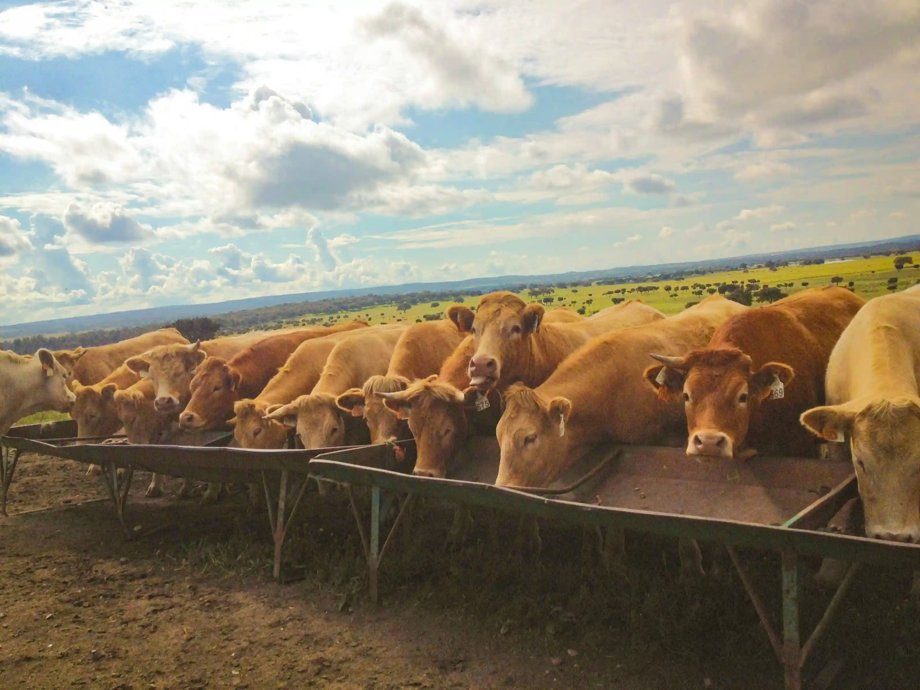 Bursa büyükbaş adaklık ve kurbanlık hayvanlar