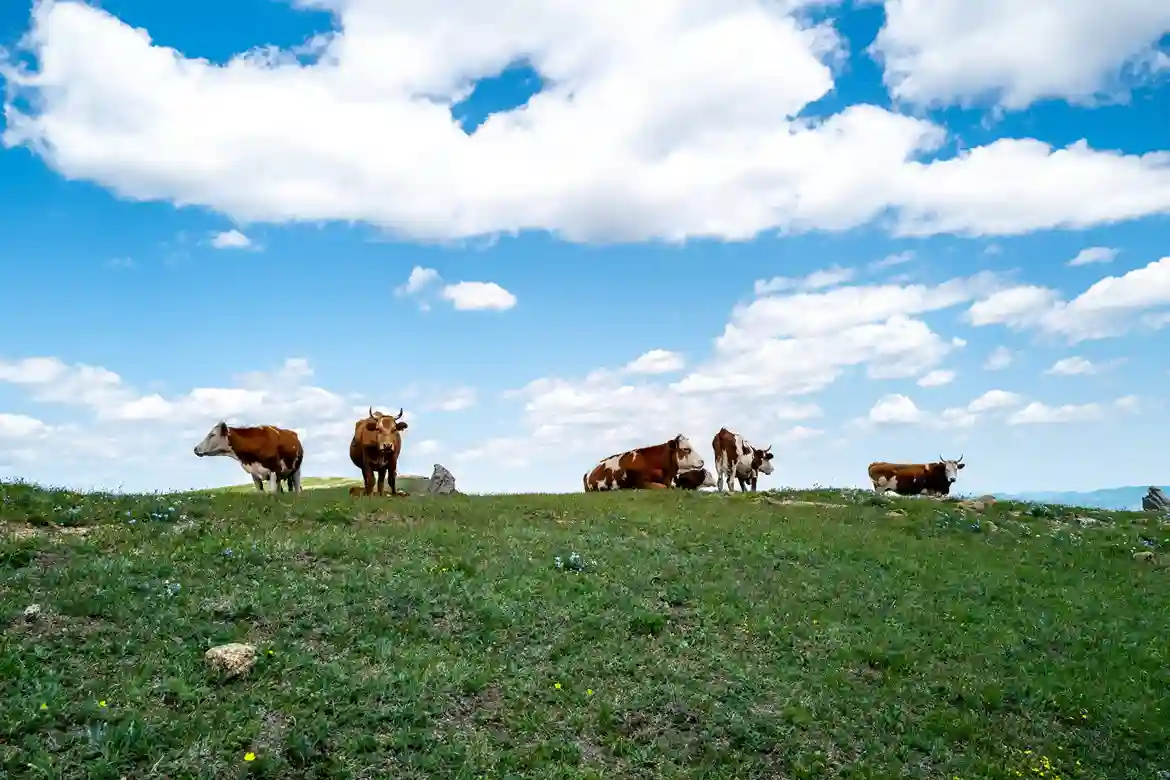 Bursa ücretsiz kesim ve paketleme hizmeti